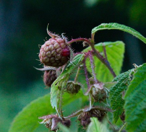 Ripening raspberry on the vine by Molly S.