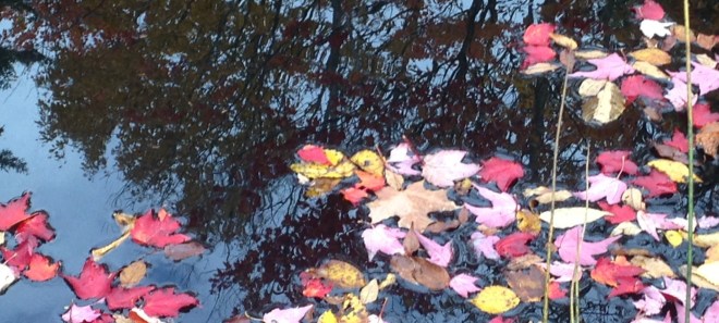 Small Pond in Woodbury, Vermont