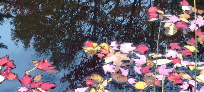Small Pond in Woodbury, Vermont